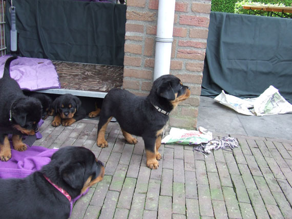 puppy's H-nest